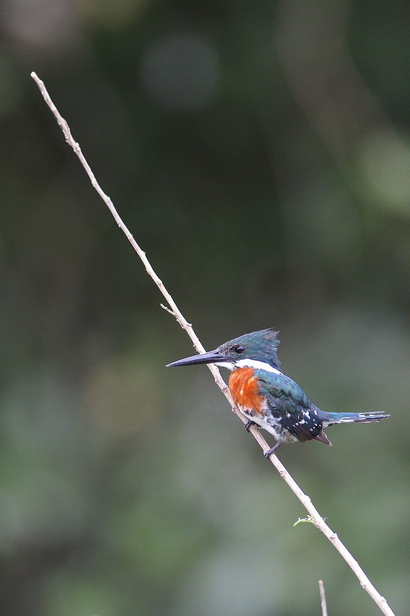 Green Kingfisher - ML294917471