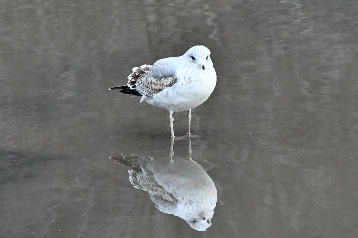 Ring-billed Gull - ML294918561