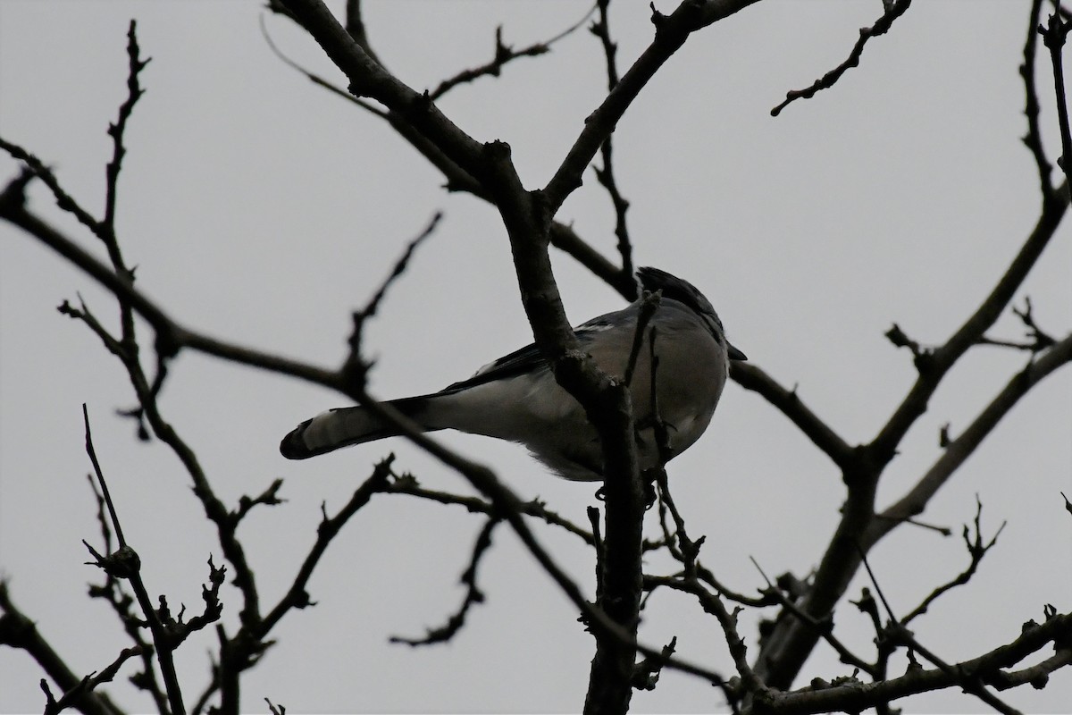 Blue Jay - ML294918631