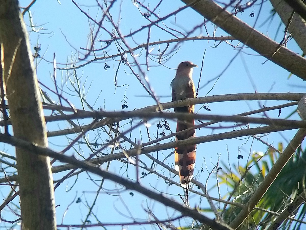 Mexican Squirrel-Cuckoo - ML294919171