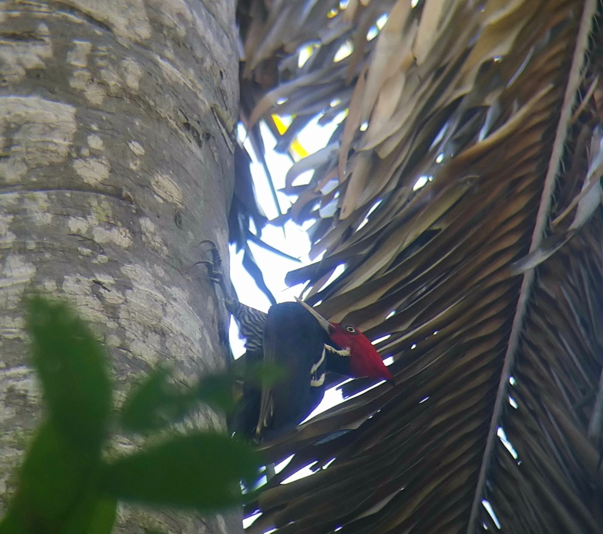 Pale-billed Woodpecker - ML294919251