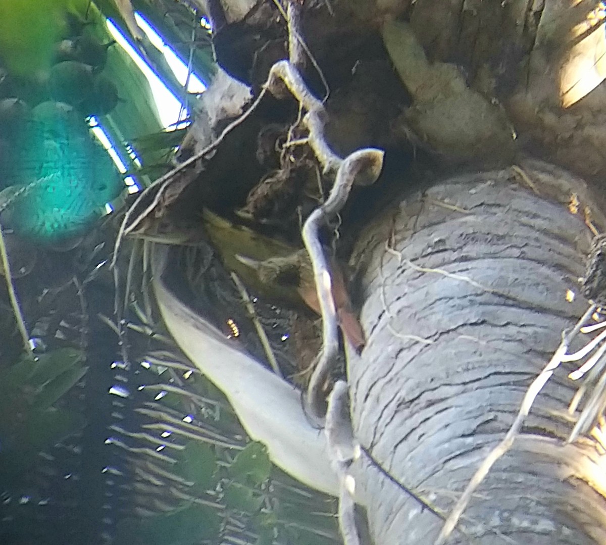 Ivory-billed Woodcreeper - ML294919281