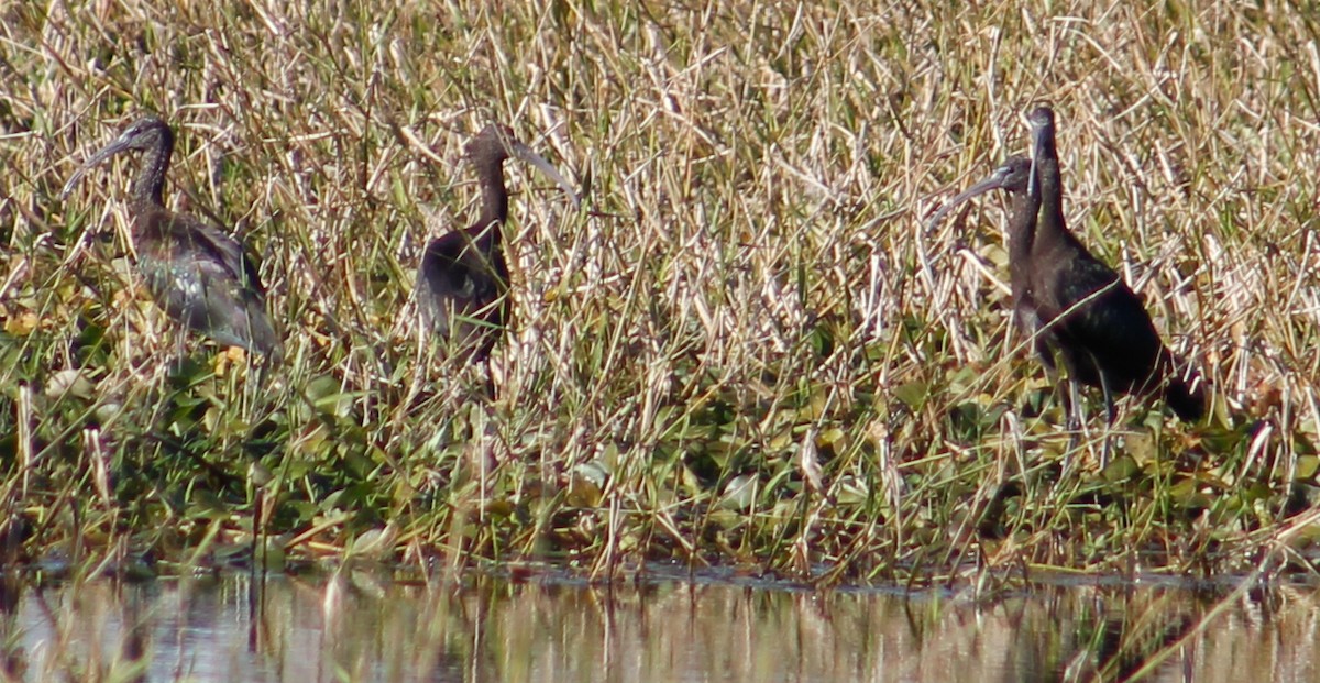 Гялаан билүүс - ML294919951