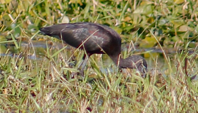 Гялаан билүүс - ML294920021