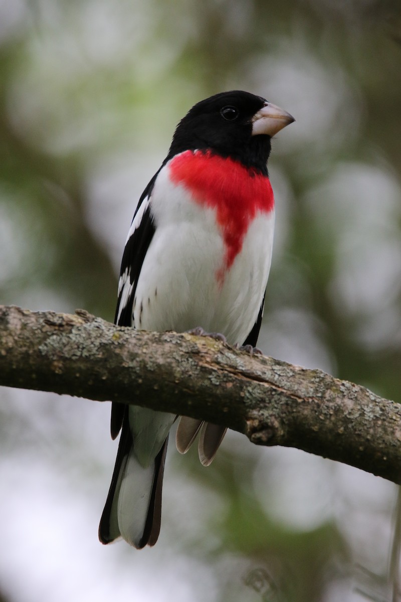 Rose-breasted Grosbeak - ML294920921