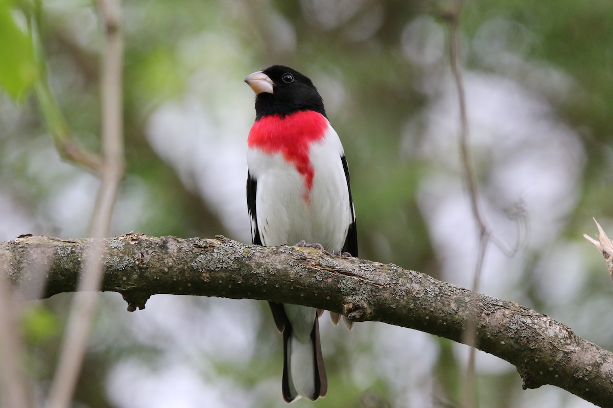 Rose-breasted Grosbeak - ML294921331