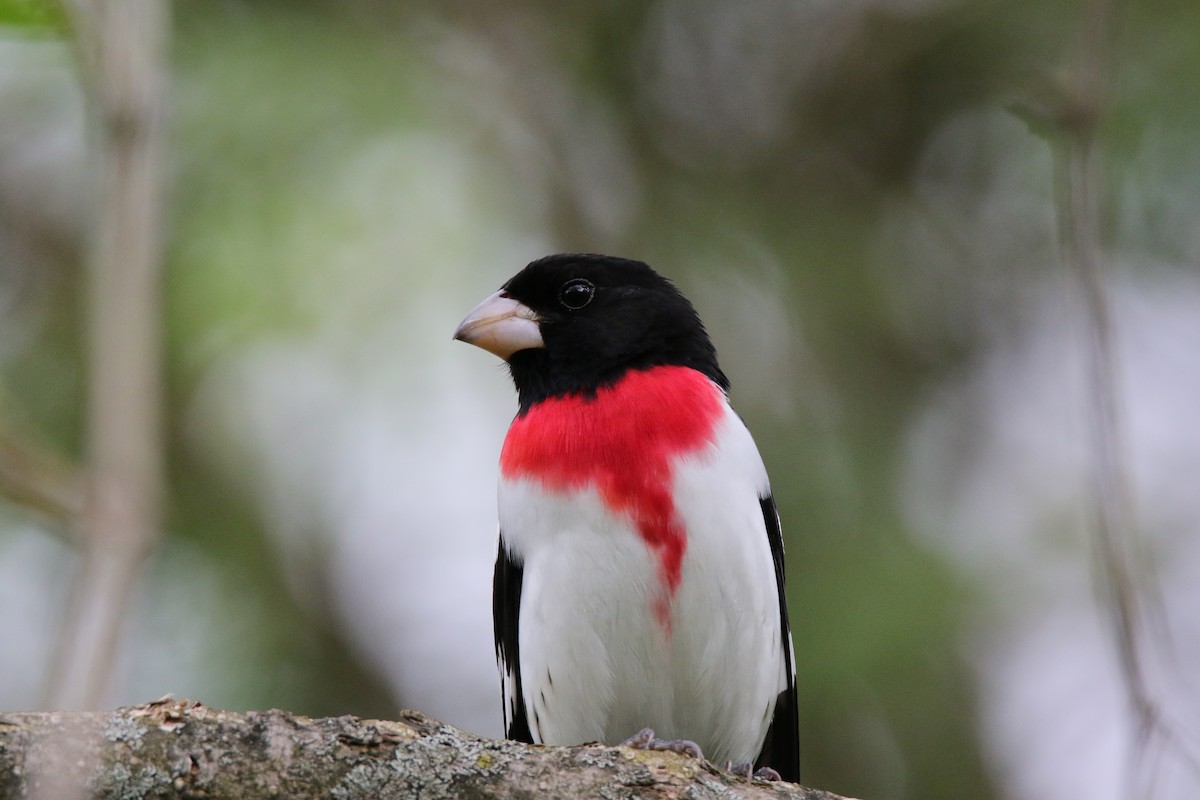 Rose-breasted Grosbeak - ML294921371