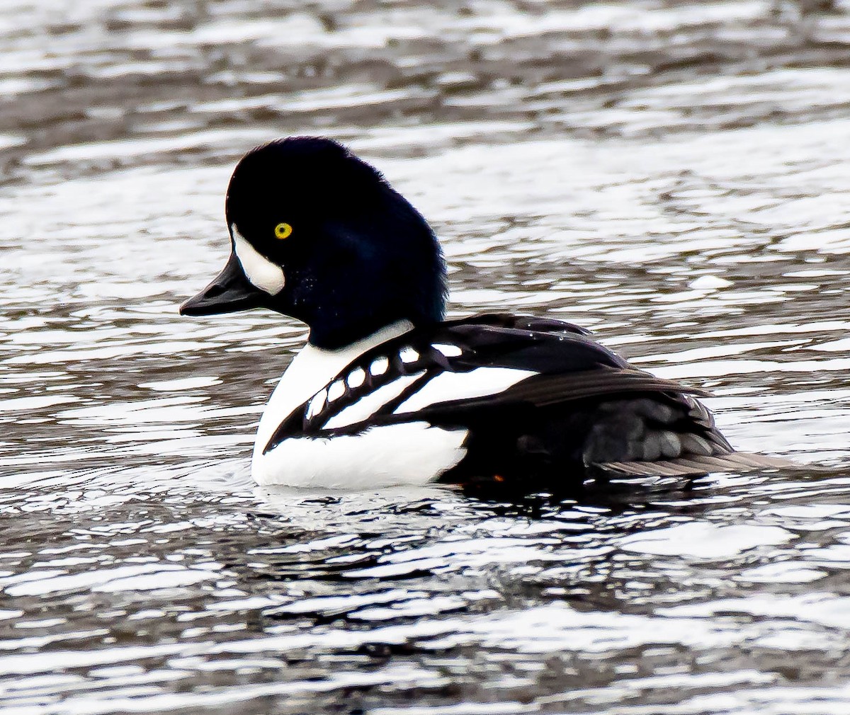 Barrow's Goldeneye - Guy Tremblay