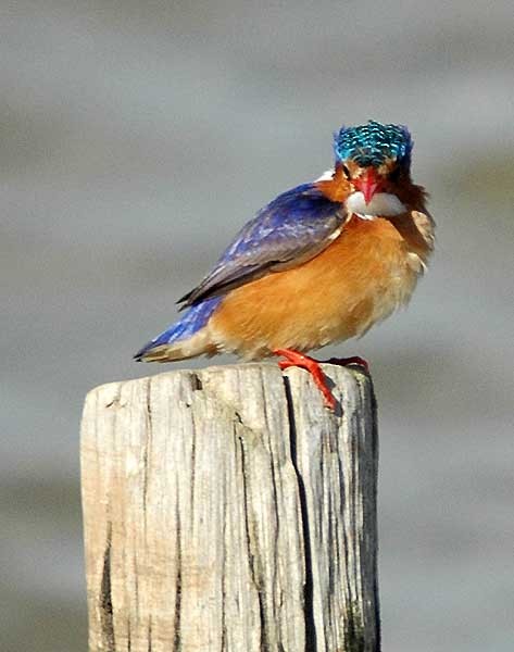 Malachite Kingfisher - ML294922121