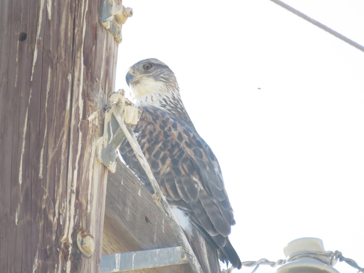 Ferruginous Hawk - ML294922141