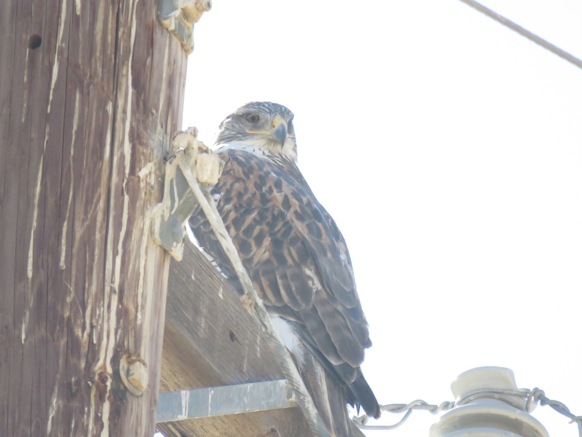 Ferruginous Hawk - Morgan Kain