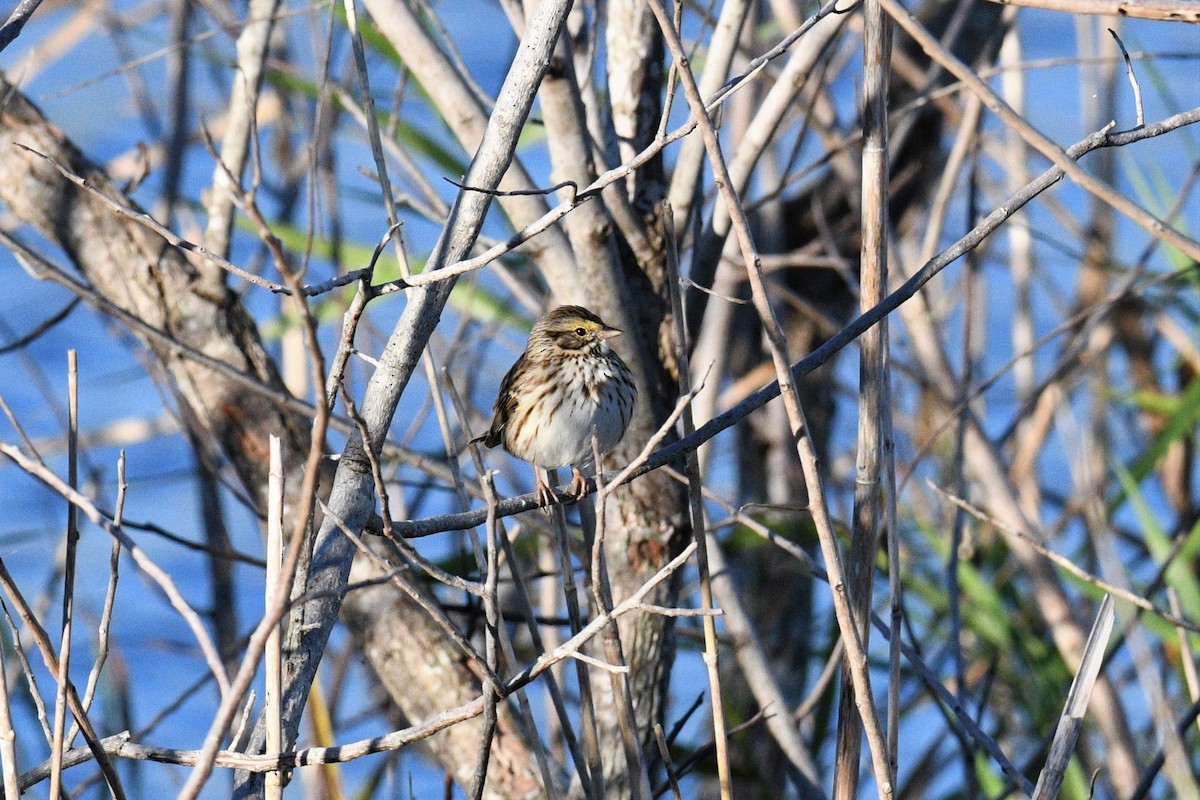 Savannah Sparrow - ML294922301