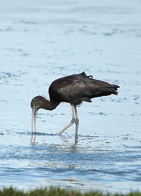 ibis hnědý - ML294922841