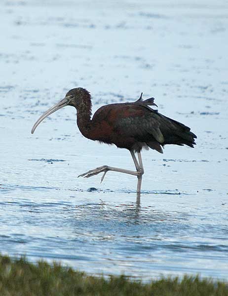 Glossy Ibis - ML294922851