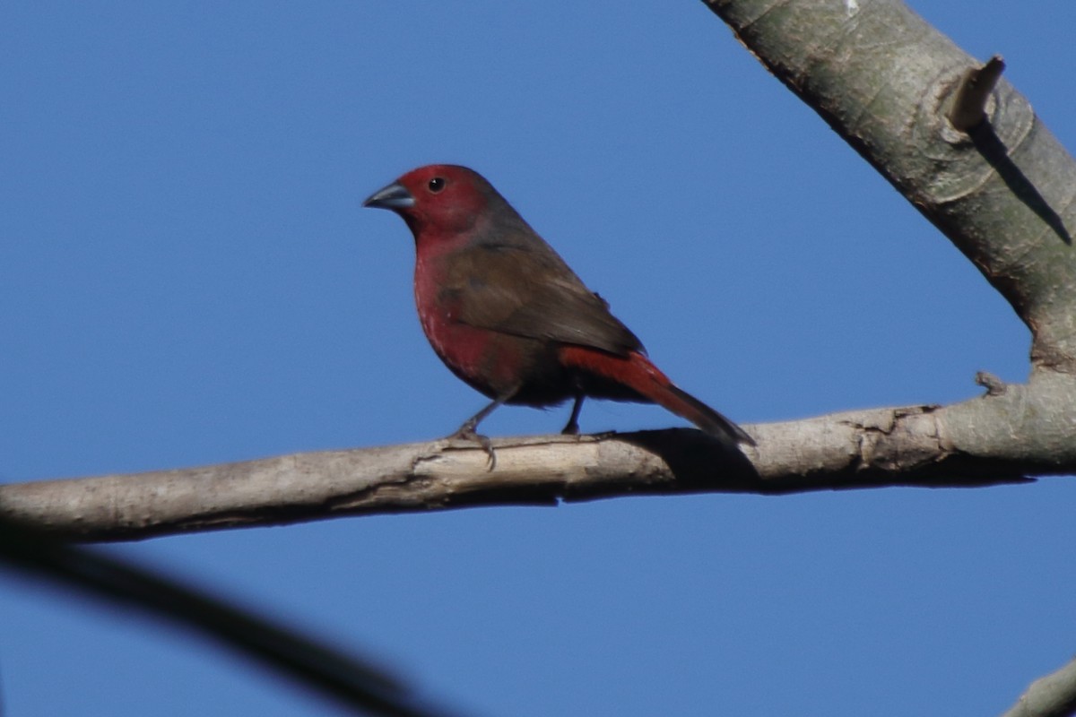 Mali Firefinch - Fabio Olmos