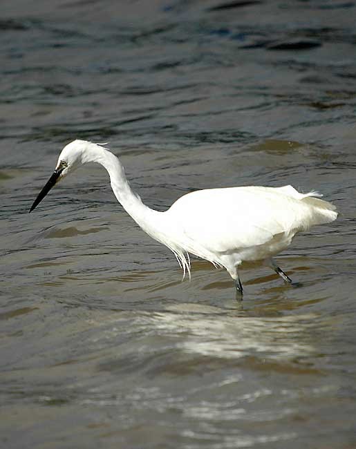 Little Egret - ML294923741