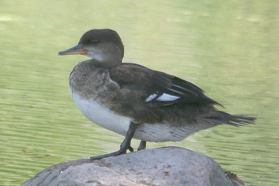 Hooded Merganser - ML294923771