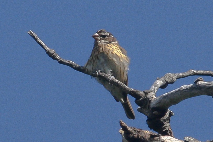 Rose-breasted Grosbeak - ML294924161