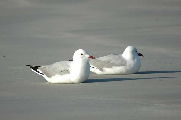 Mouette de Hartlaub - ML294924551