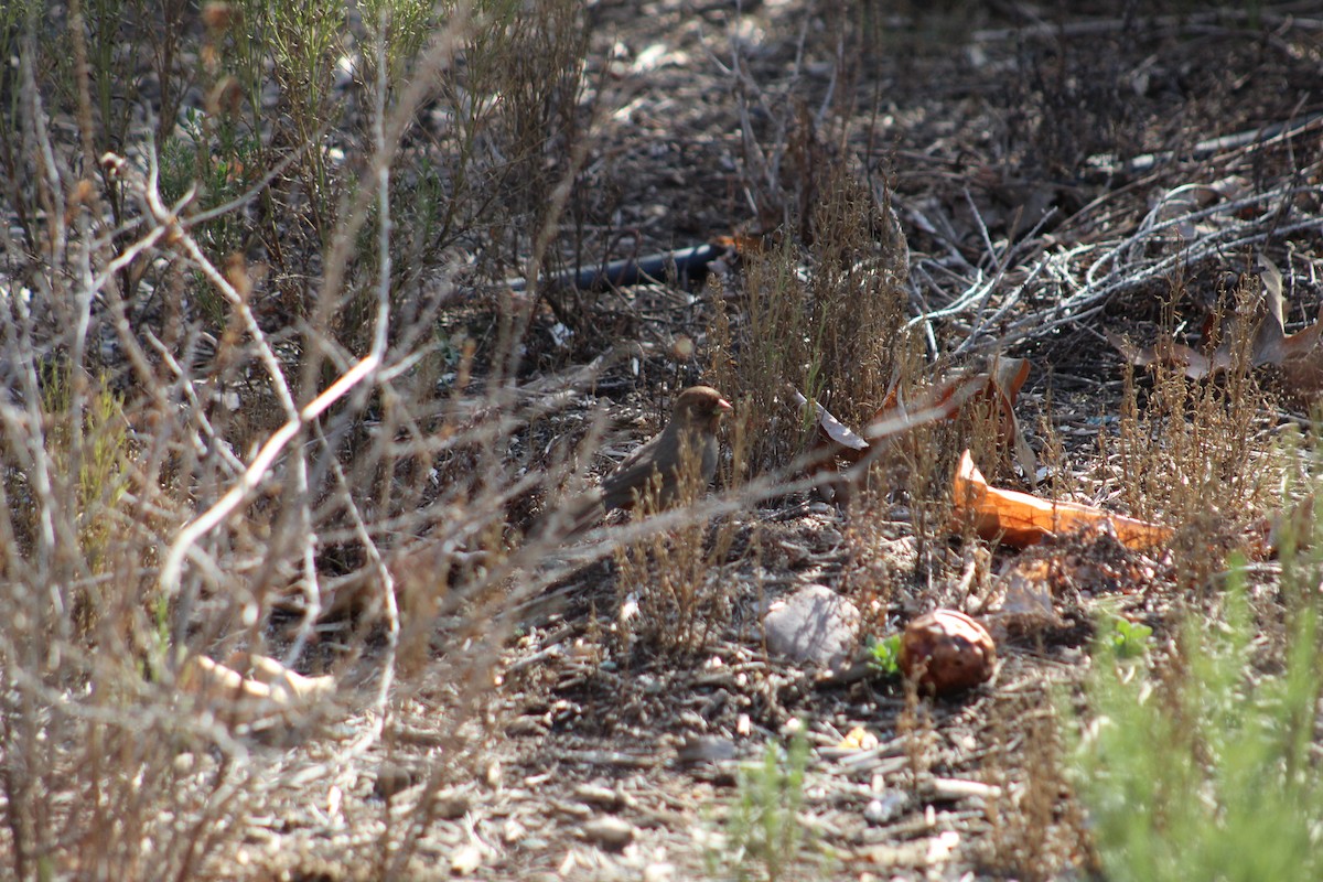 California Towhee - ML294926541