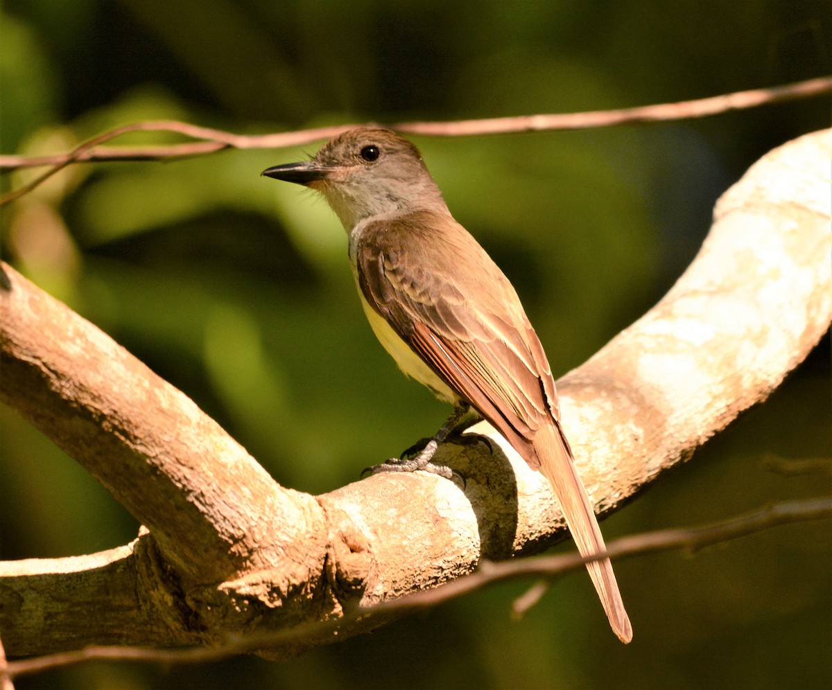 Brown-crested Flycatcher - ML294926861