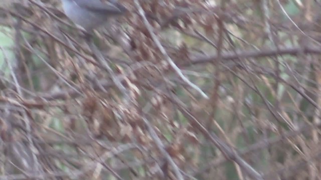 California Gnatcatcher - ML294928241