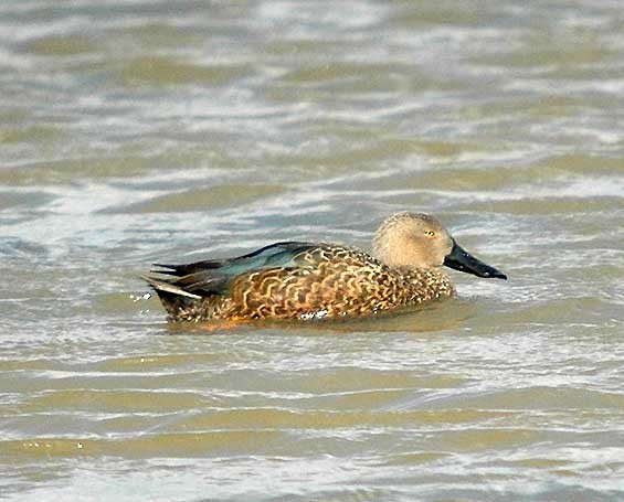 Cape Shoveler - ML294928981