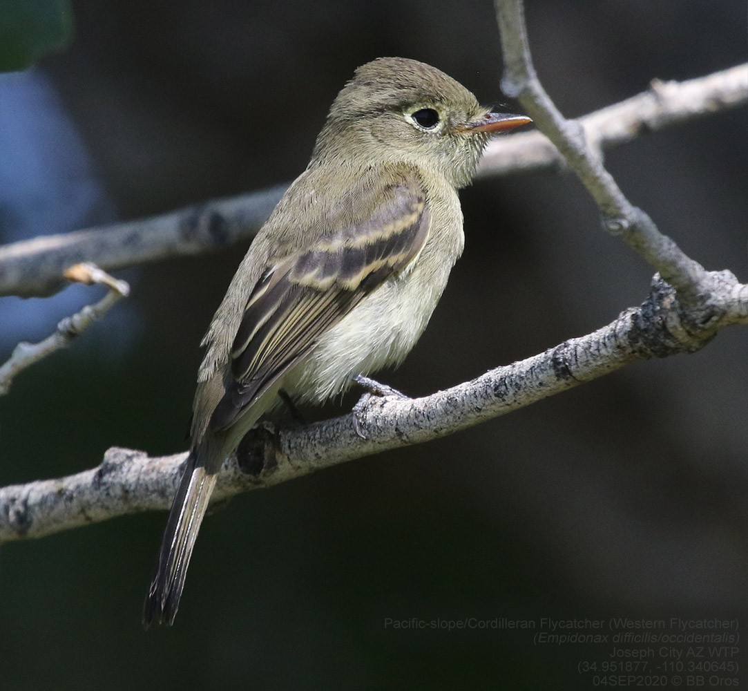 Western Flycatcher - ML294929111