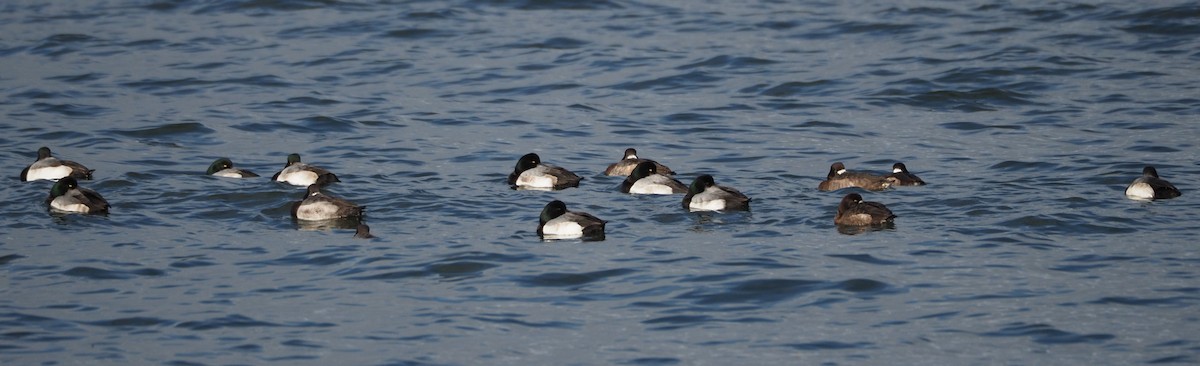Greater Scaup - ML294929161