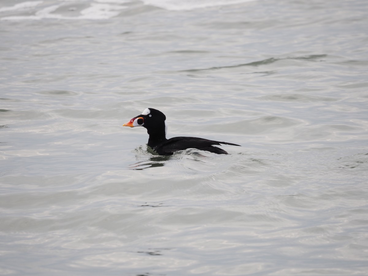 Surf Scoter - Suzette Stitely