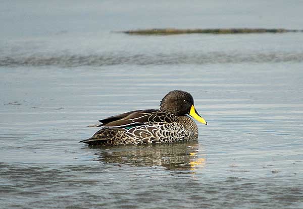 Yellow-billed Duck - ML294929601