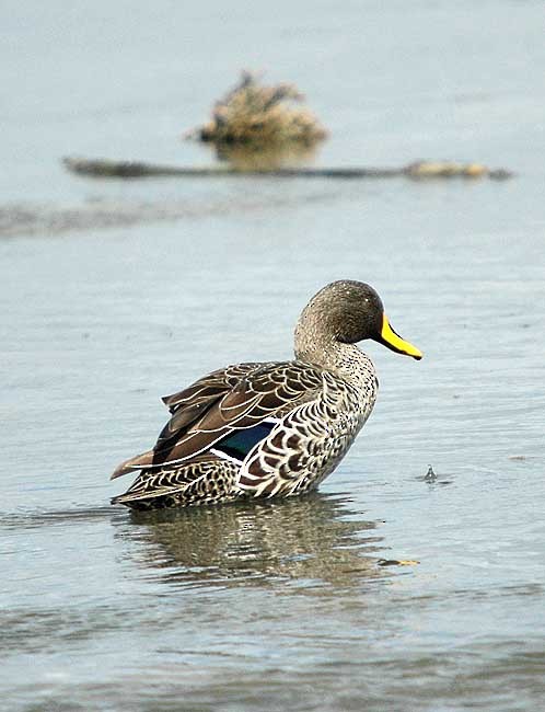 Yellow-billed Duck - ML294929731