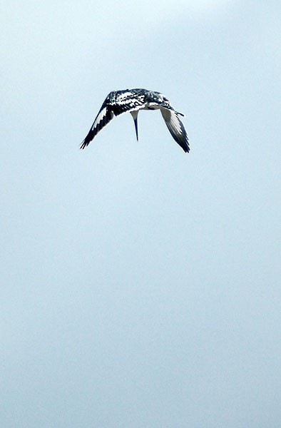 Pied Kingfisher - ML294930351