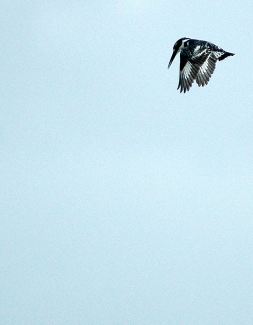 Pied Kingfisher - ML294930361