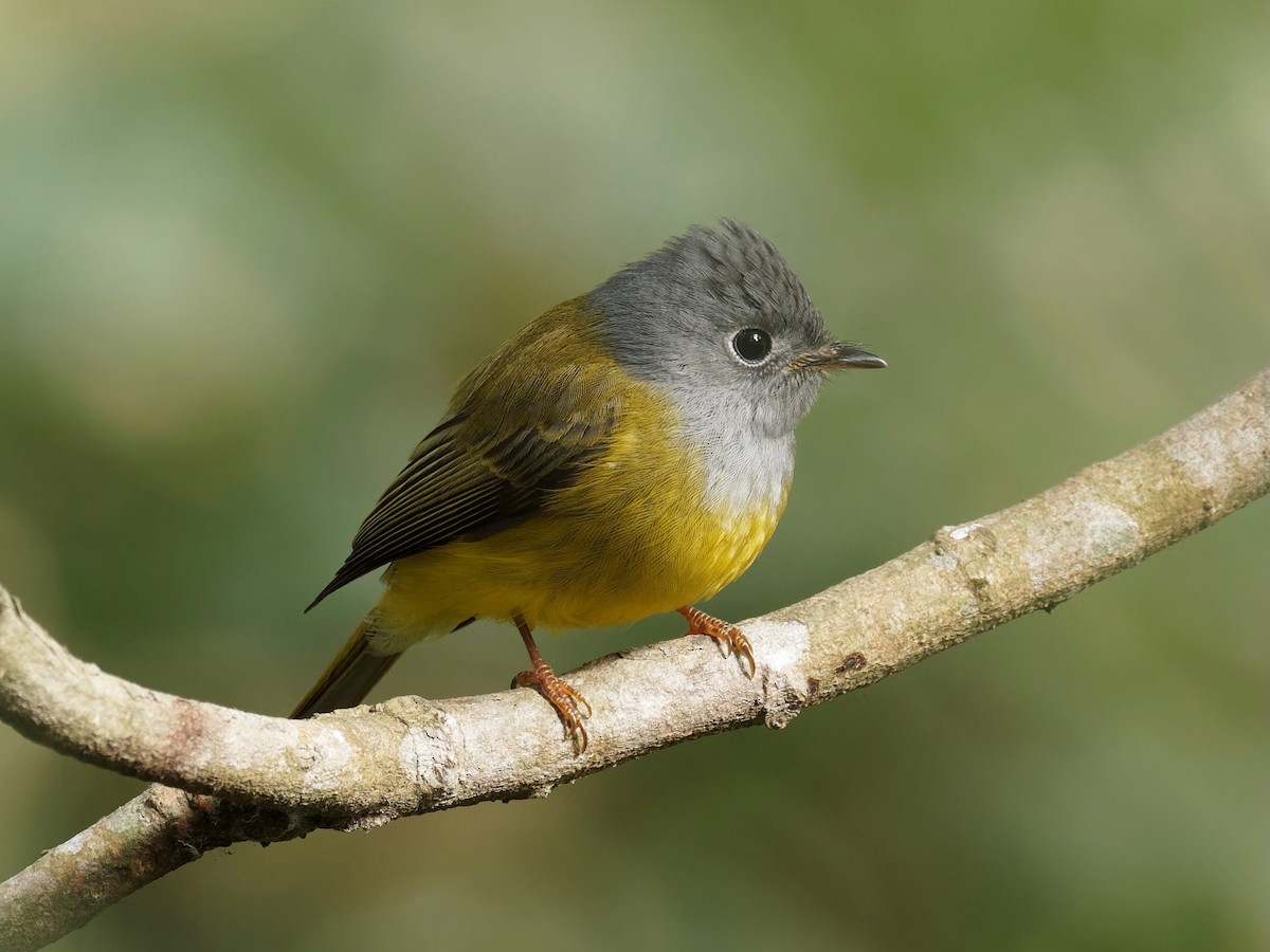 Gray-headed Canary-Flycatcher - ML294930851