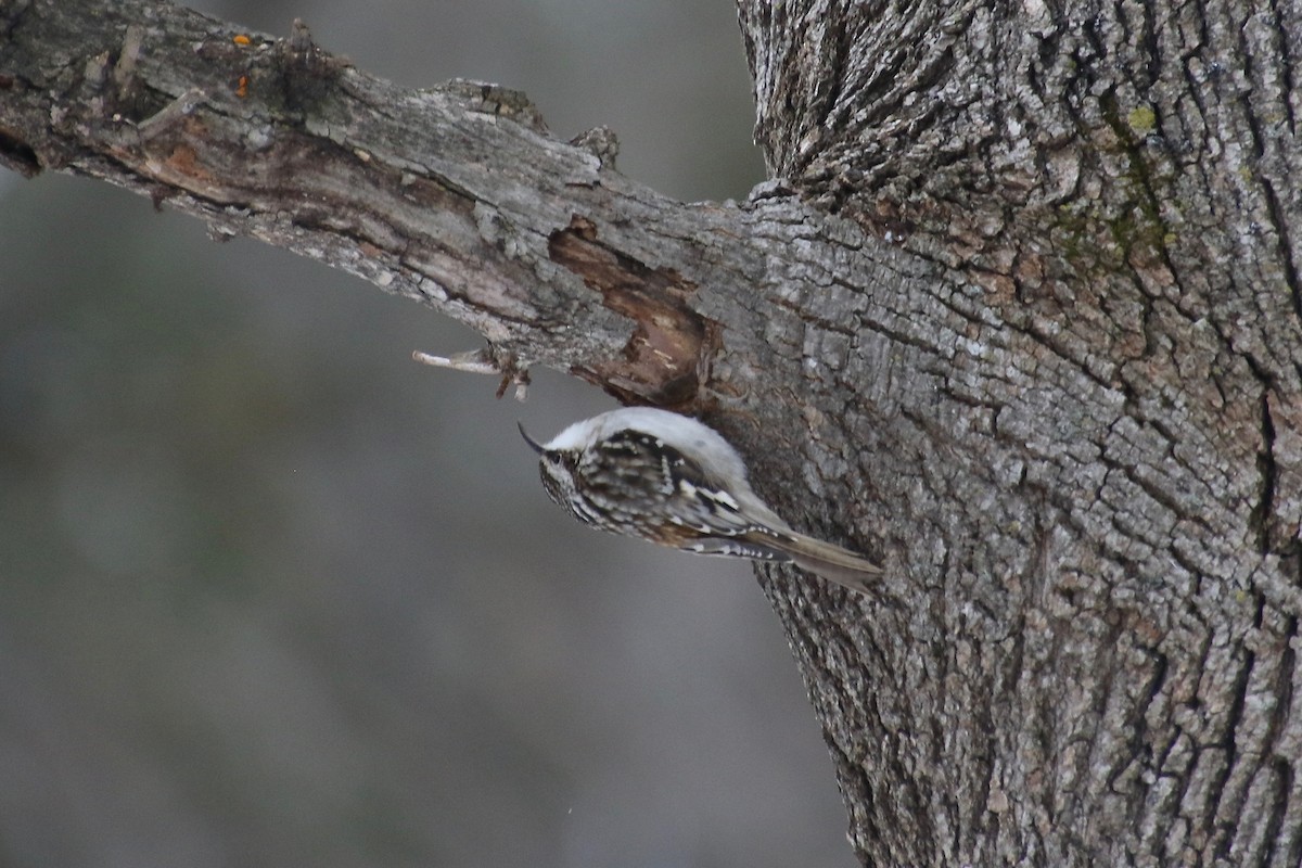 Brown Creeper - ML294934551