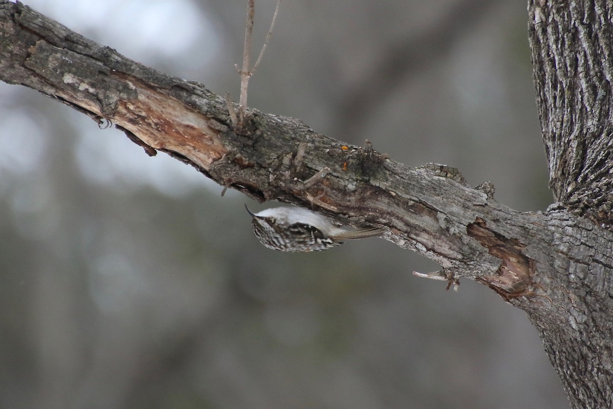 Brown Creeper - ML294934721