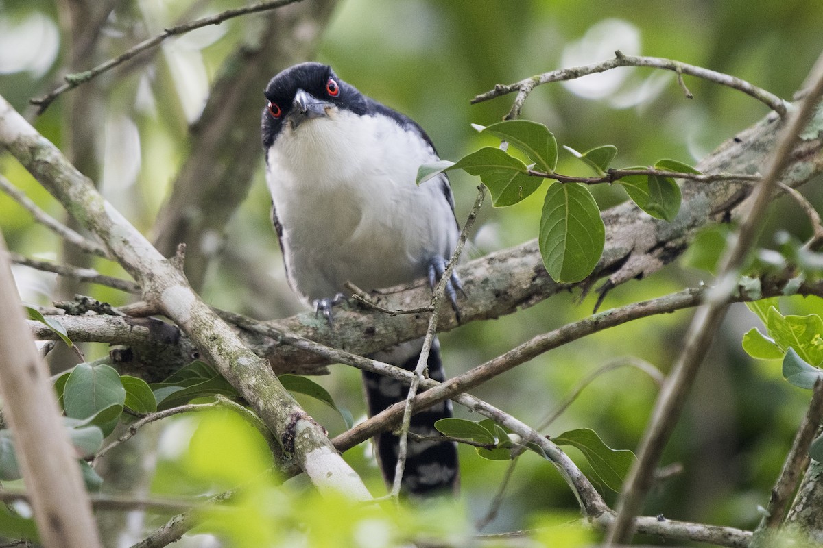 Great Antshrike - ML294935131