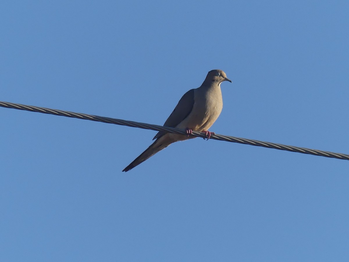 Mourning Dove - ML294935581