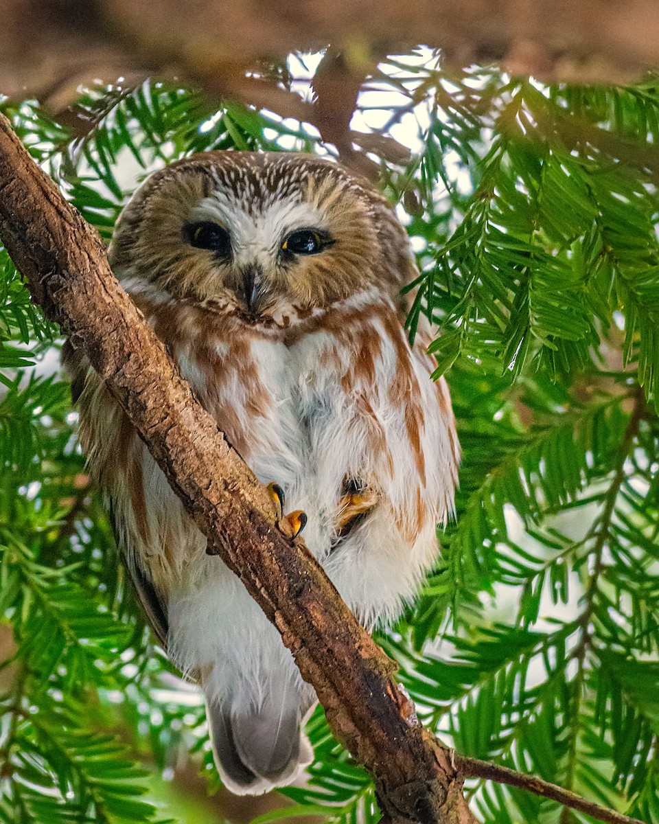 Northern Saw-whet Owl - ML294937091