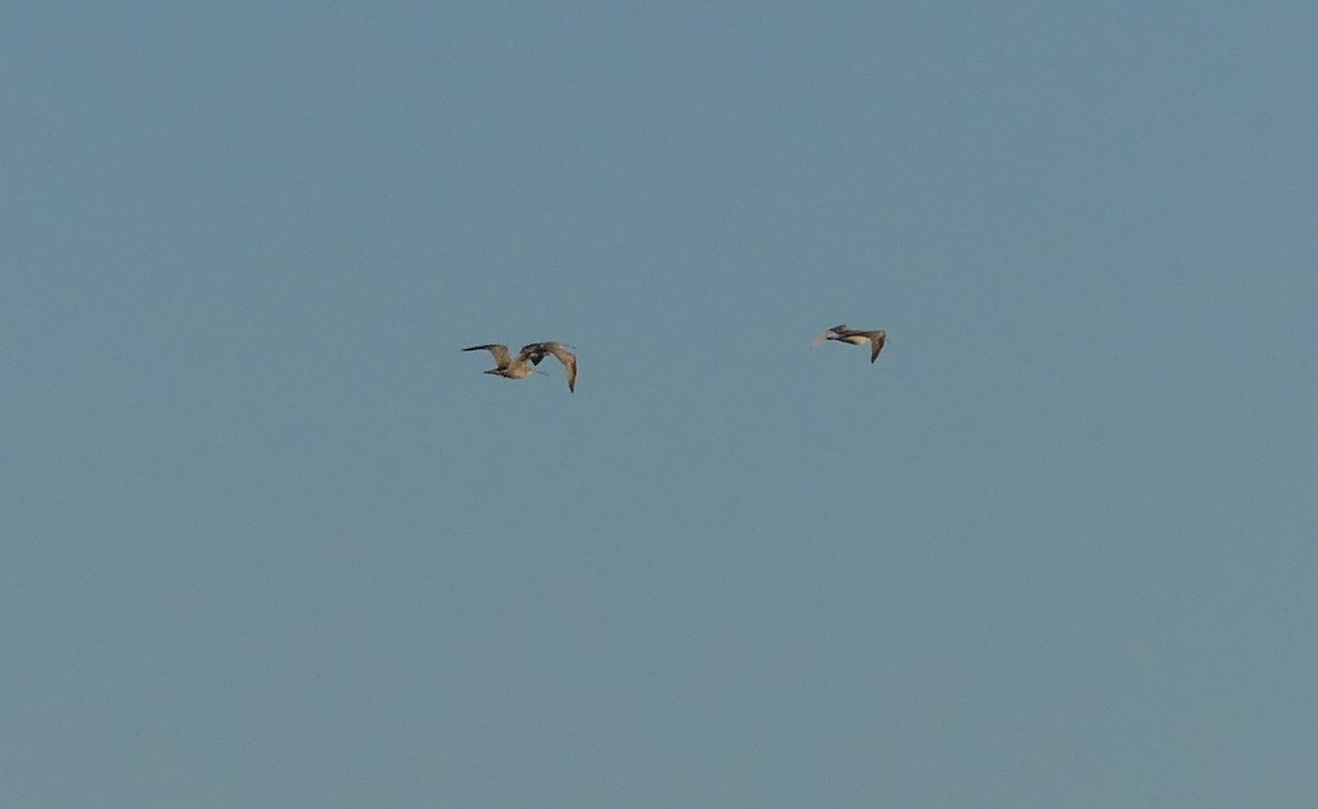 Long-billed Curlew - ML294937331