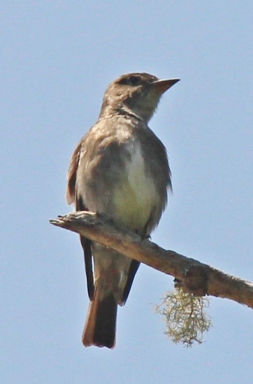 Olive-sided Flycatcher - ML29493871