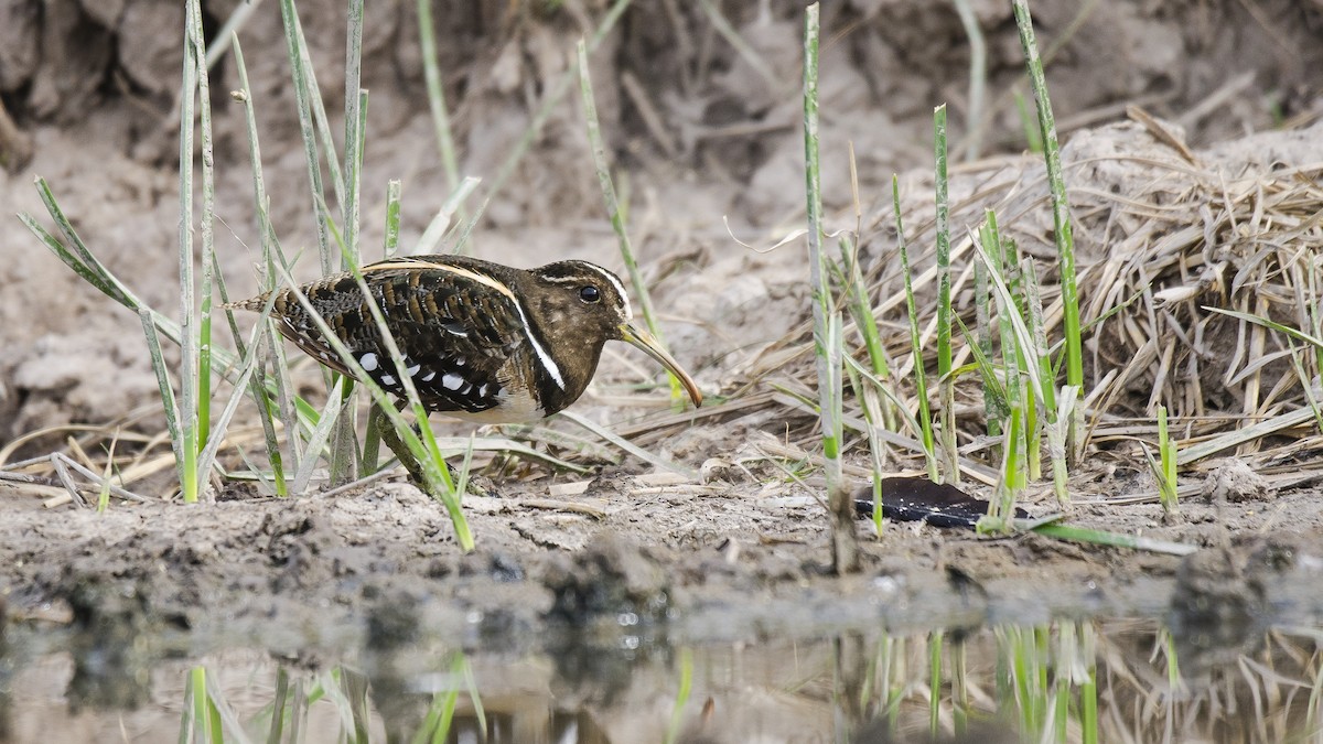 South American Painted-Snipe - ML294940751