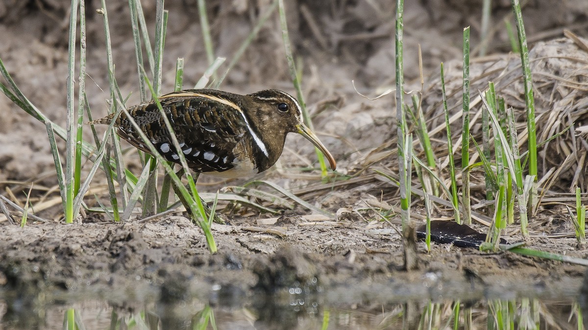 South American Painted-Snipe - ML294940791