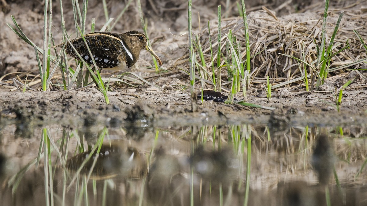 South American Painted-Snipe - Ignacio Zapata