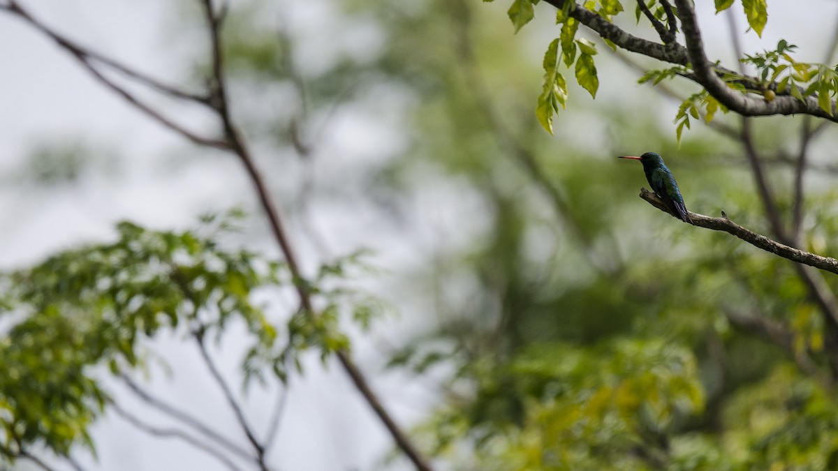 Glittering-bellied Emerald - ML294941101