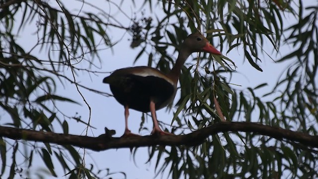 Black-bellied Whistling-Duck - ML294941581