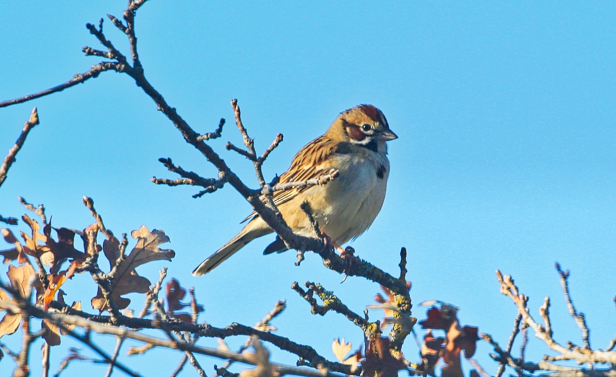 Bruant à joues marron - ML294943531