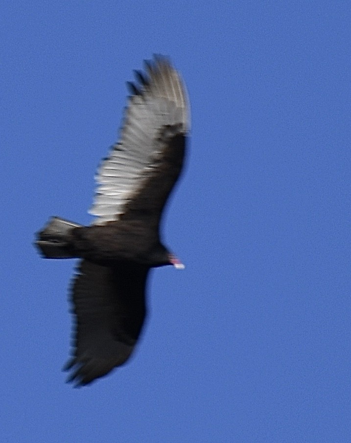 Turkey Vulture - ML294943601