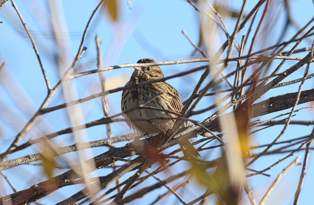 Lincoln's Sparrow - ML294943651